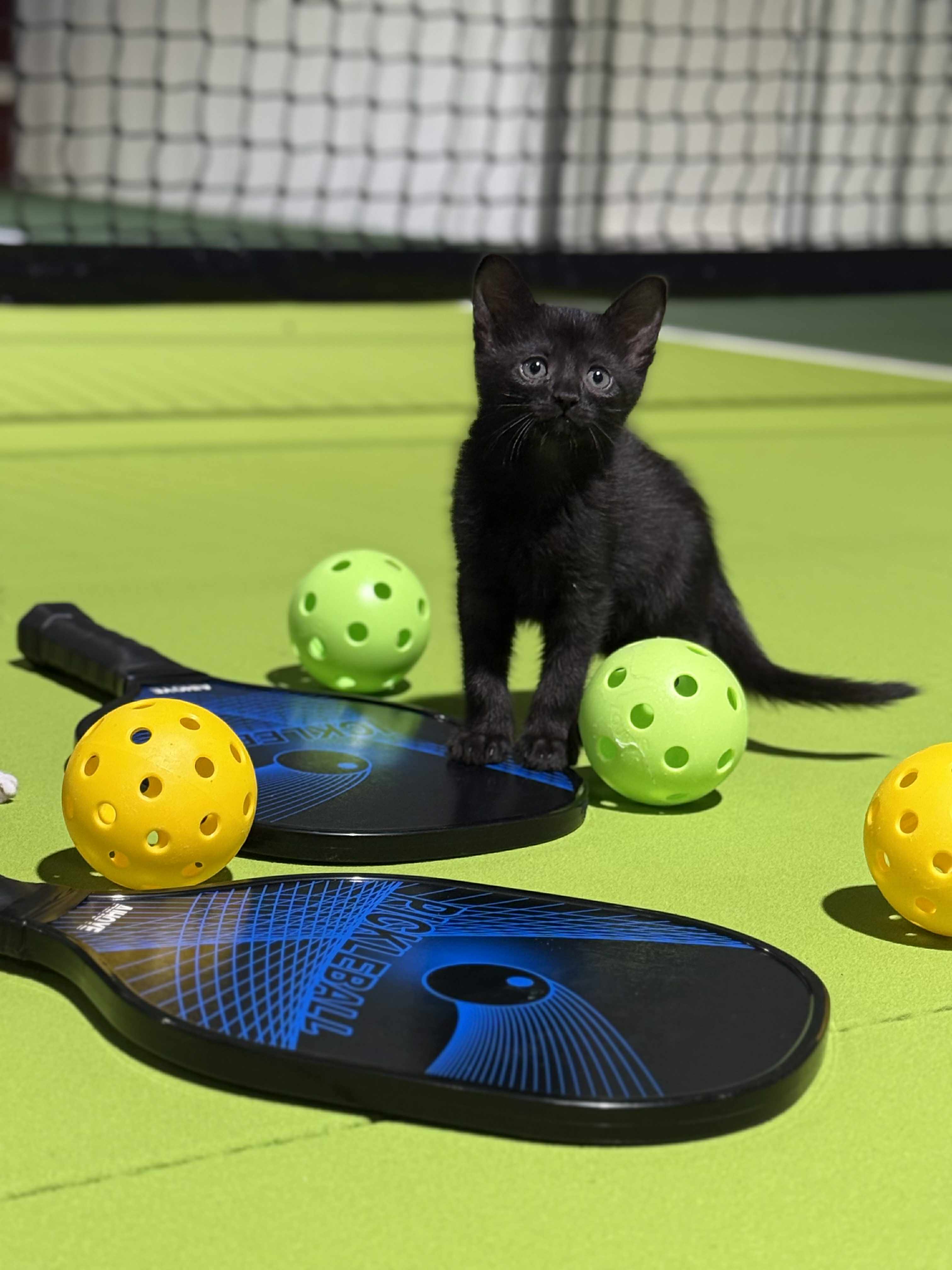 Kitten with pickleball paddles