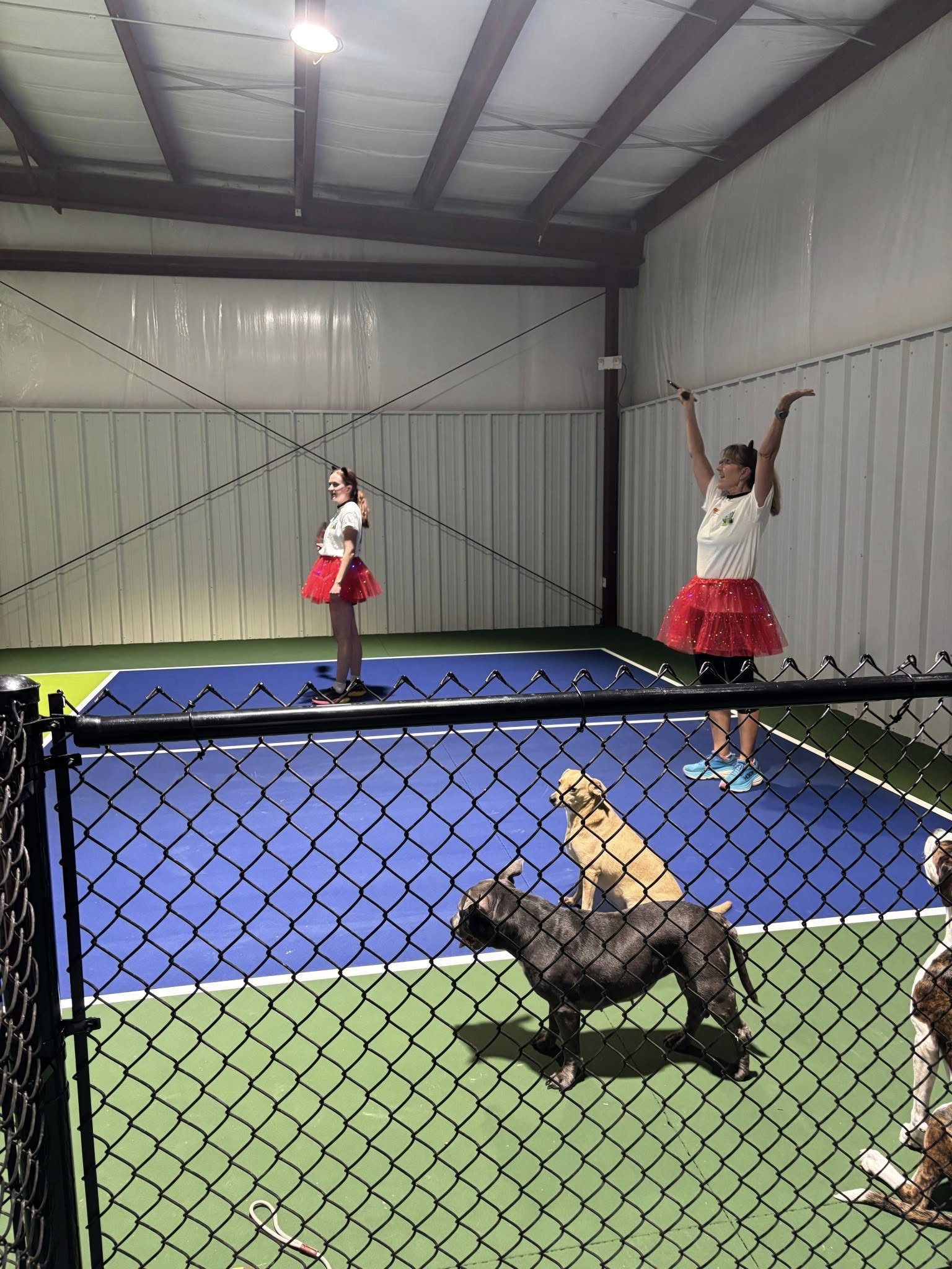 Players on court with dogs watching