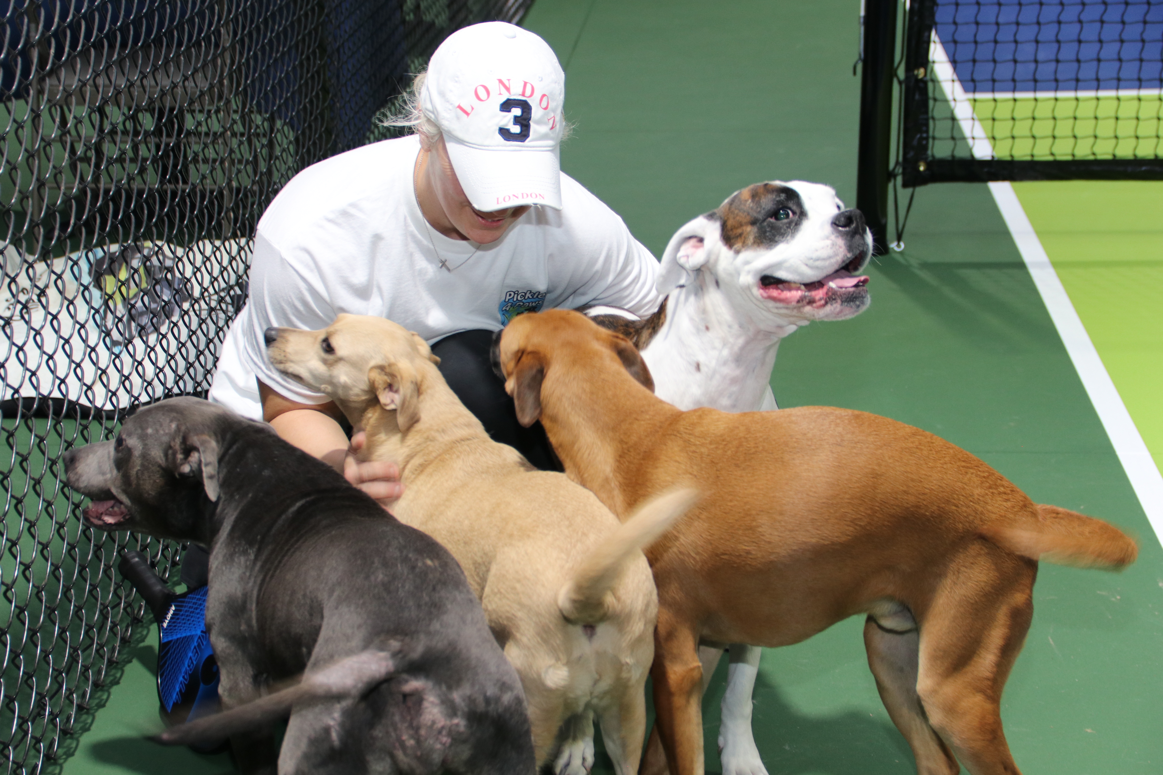 Dogs socializing on the pickleball court