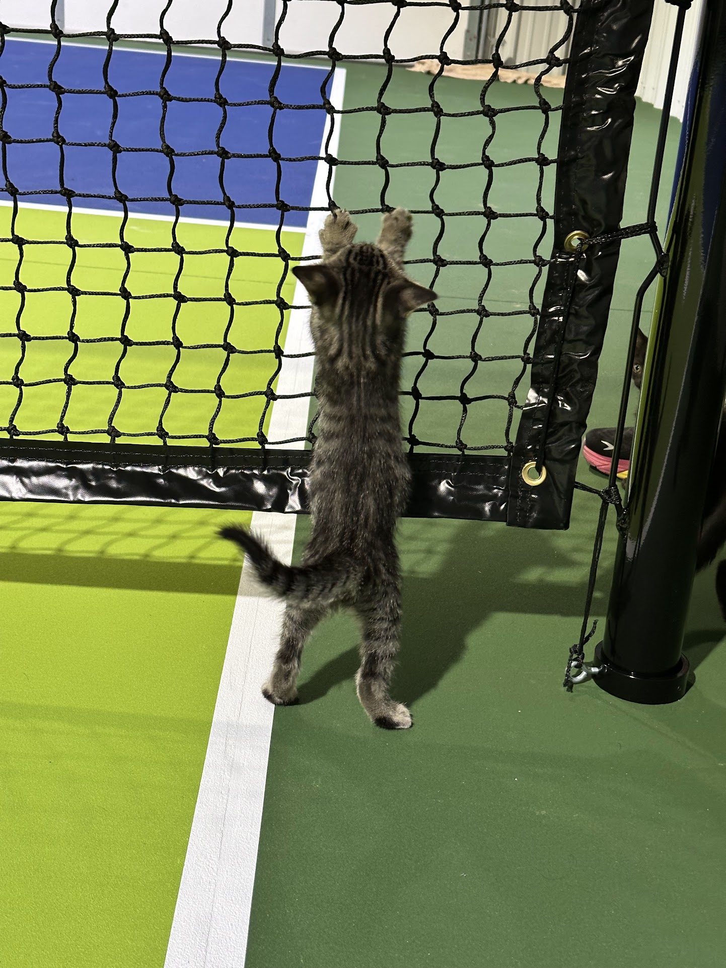 Kitten climbing the net