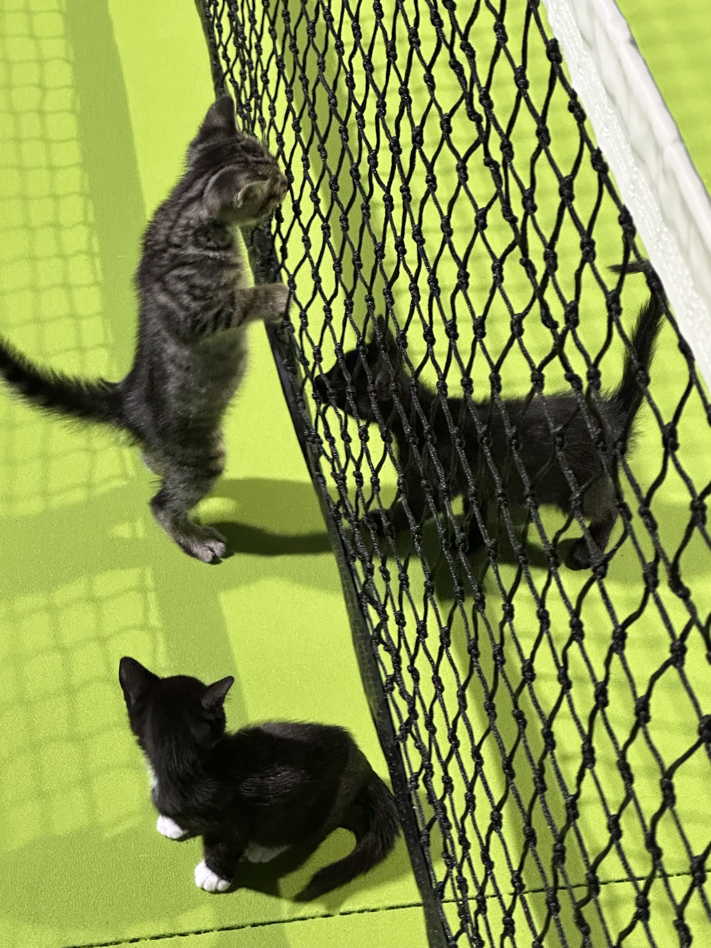 Kittens playing at the pickleball net
