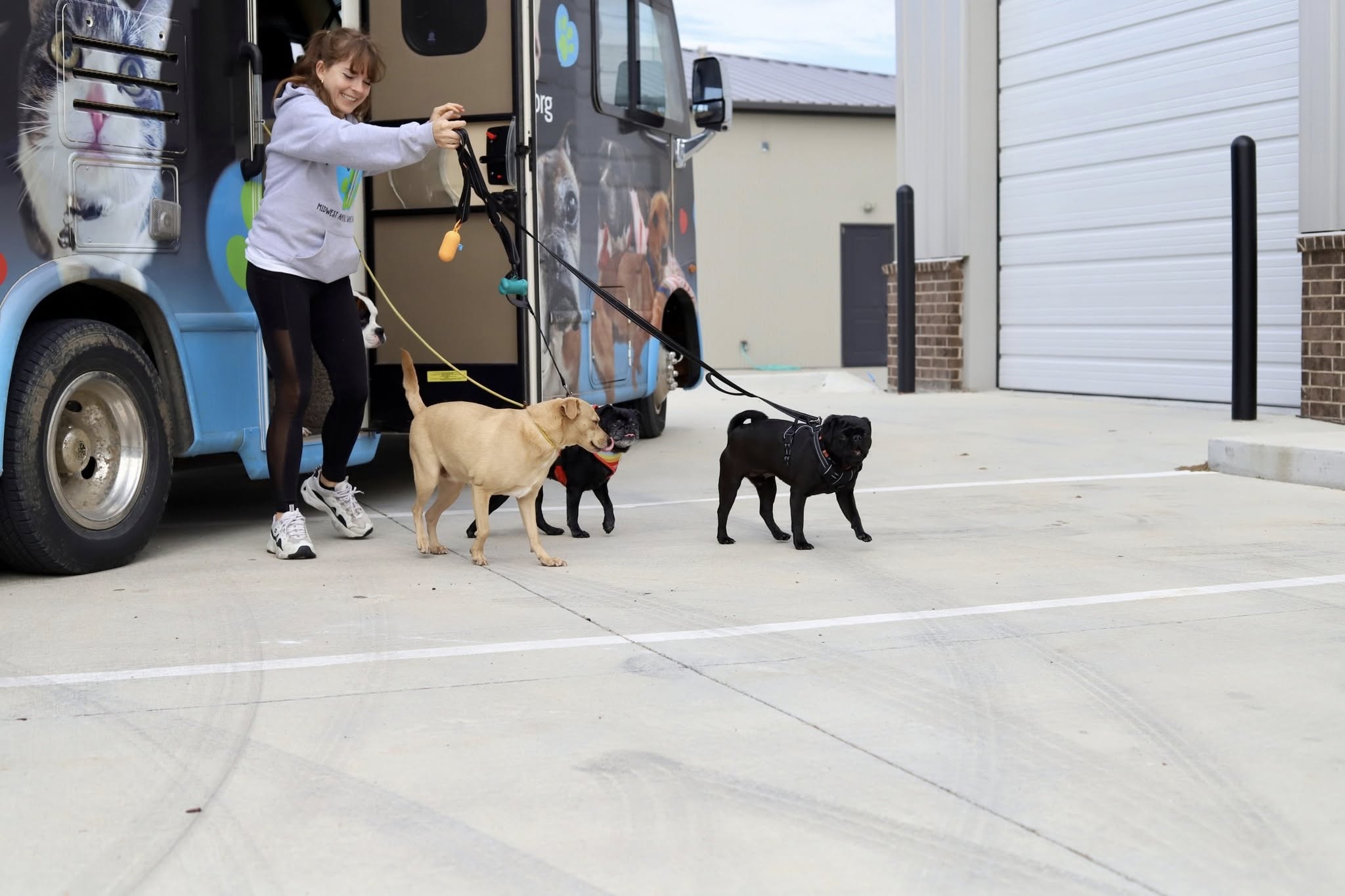 Always & Furever rescue van arriving with dogs