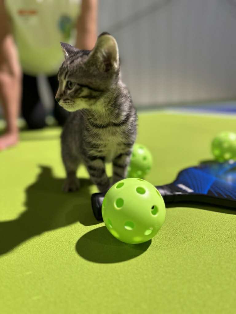 Tabby kitten with pickleball
